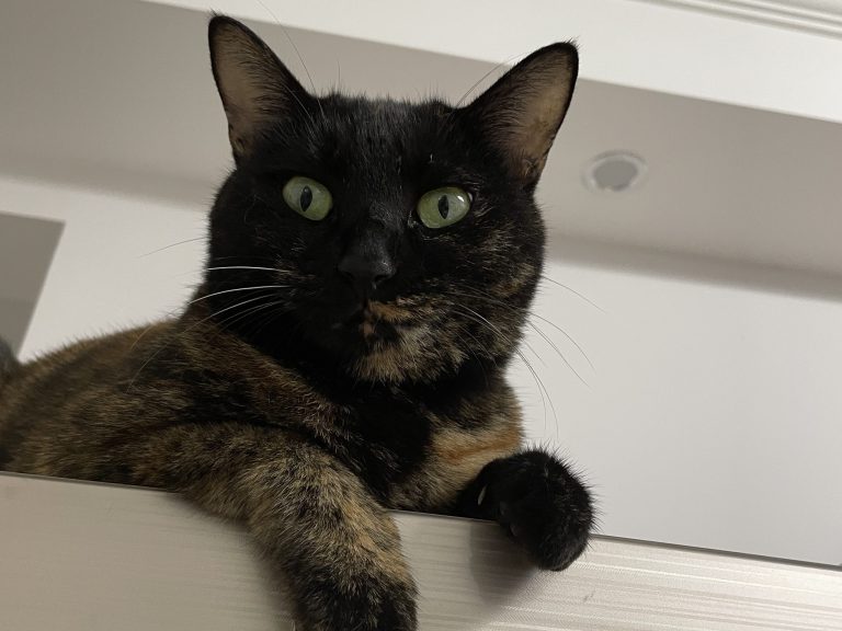 椒椒肌无力康复记